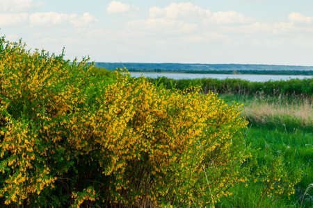 Lush flowering of caragan. Steppe Acacia. Lush blooming caragan on the background of the lake.の写真素材