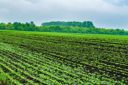 A field of young sprouts of sugar beet with a green forest on the horizon.