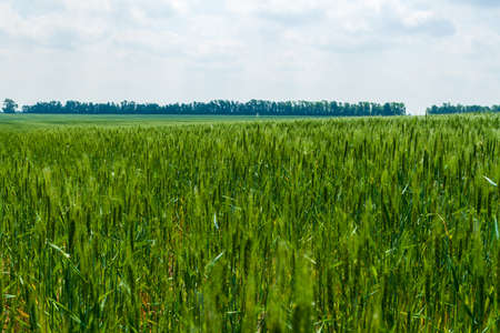 Green cereal field against a blue sky with clouds.の写真素材