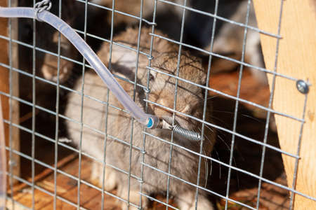 A small baby rabbit drinks water from a nipple drinker.