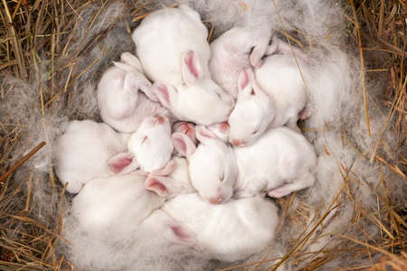 10 day old rabbits. Well-fed white babyrabbits sleep serenely in the nest.の写真素材