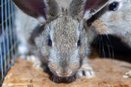 A curious rabbit looks at you. The face of a gray rabbit cub of the Gray Giant breed.の写真素材
