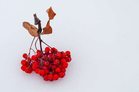 Ripe rowan tree brush with copy space. A bunch of red rowan berries on white snow.の写真素材