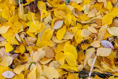 Fallen yellow leaves of an elm tree. Yellow autumn foliage as background. A carpet of yellow leaves.