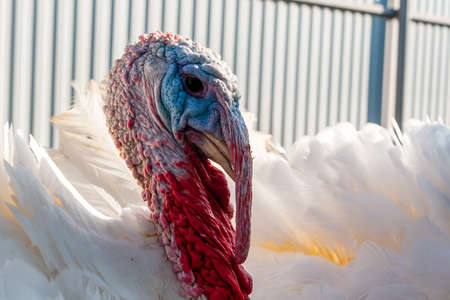 Breeding turkeys on a farm. A male white turkey looks into the camera.の写真素材