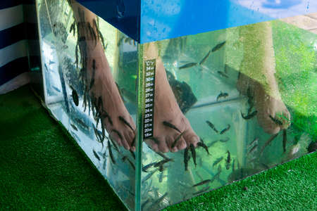 Fish spa pedicure wellness skin care treatment with the fish rufa garra, also called doctor fish. Female legs in an aquarium with Garra Rufa fish.の写真素材