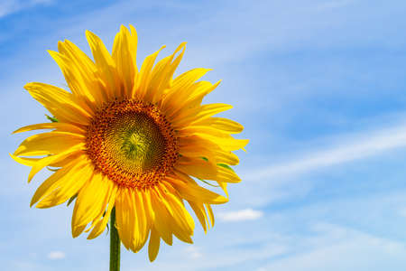 Lonely sunflower flower on a background of a beautiful sky with copy space. Sunflower close-up against a blue sky.の写真素材