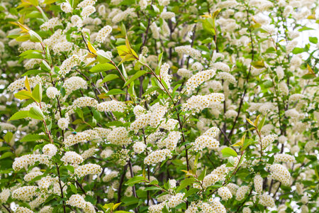 Prunus padus, known as bird cherry, hackberry, hagberry, or Mayday tree. Blooming Bird cherry.