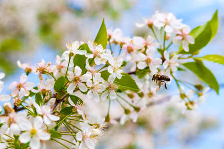 Blooming cherry close-up. A honey bee collects nectar from cherry blossoms.
