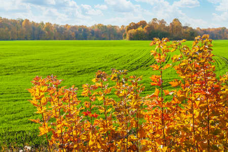 Young maple shoots with red-yellow autumn foliage in front of a green field of winter rye, and in the distance an autumn forest. Autumn maple leaves.の写真素材