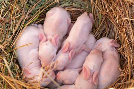 5 day old baby rabbits. Brood of pink baby rabbits in the nest. Five-day-old rabbits sleep in the nest.の写真素材