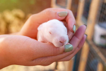 Rabbit in female hands. White newborn 7-day-old bunny in the hands of a young woman.の写真素材
