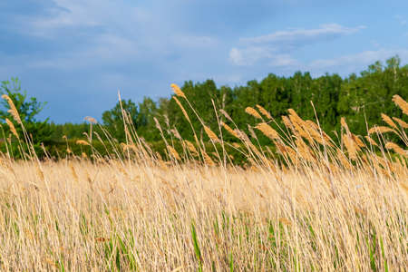 Reed thickets illuminated by the sun on the background of the forest.