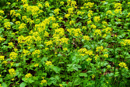Oilseed rape field. Thickets of oilseed rape close-up.