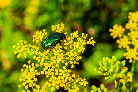 Bronzovka beetle close-up on a yellow flower. Flower beetle - Cetoniinae. selective focus.