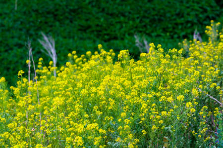 Wild oilseed rape grows at the edge of the ravine.