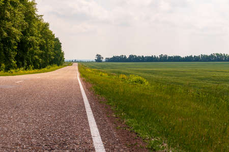 Winter cereal field. A road at the edge of a green field.の写真素材