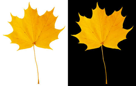 Dark yellow maple leaf. Autumn maple leaf isolated on white and black backgrounds.の写真素材