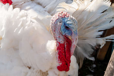 Photo of the head of a male domestic white turkey Breeding turkeys on a farm.の写真素材