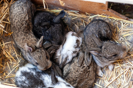 20 day old rabbits. A brood of multicolored rabbits in the nest.の写真素材