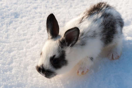 25 day old rabbit. Small motley white rabbit in the snow. 2023 is the year of the rabbit.の写真素材