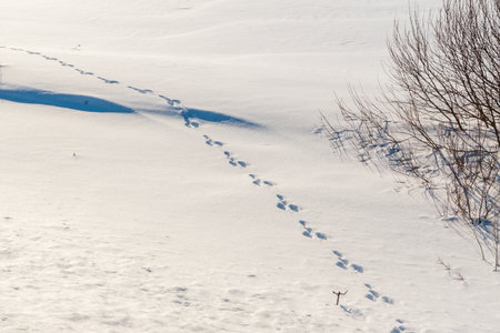 Animal tracks in the snow. Hare footprints on white snow.の写真素材