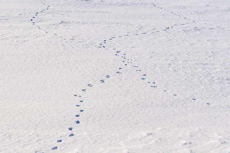 Animal tracks in the snow. Traces of wild animals wind in the winter field.