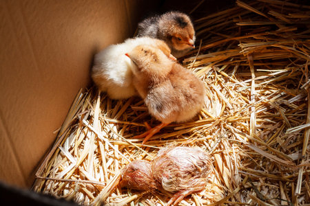 There are four newborn chicks in the nest. Newborn chickens.の写真素材
