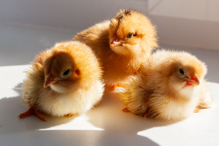 newborn chicks. Three newborn chicks. Three secure little chicks.の写真素材