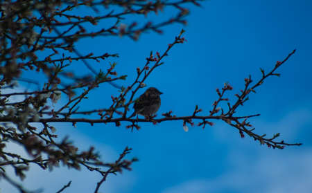 House sparrow male, standing on tree almond branch. Over blue sky