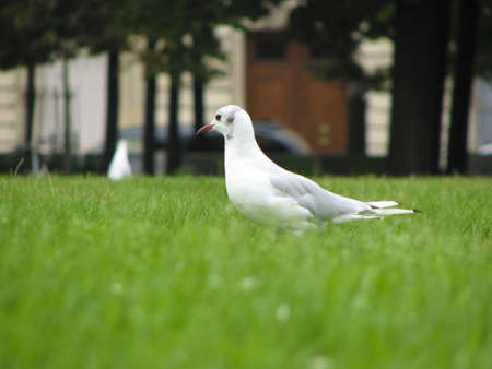 White bird on green grassの写真素材