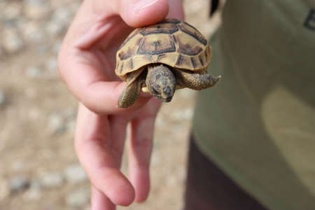 Small tortoise - handheld. In the protected area の写真素材
