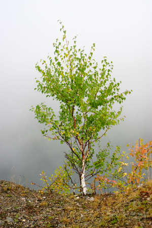 A little tree by the river in extreme fogの写真素材