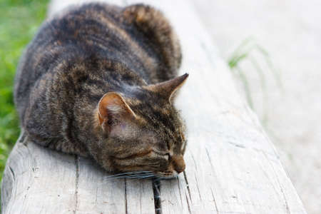 A cute cat sleeping on a wooden bench in plain sunlightの写真素材