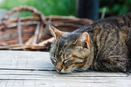Cat sleeping on a wooden bench in plain sunlight (head detail)の写真素材