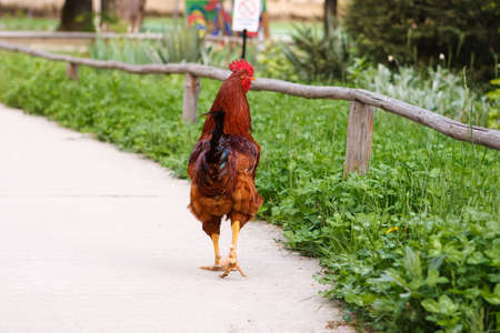 A beautiful brown rooster walking (back view)の写真素材
