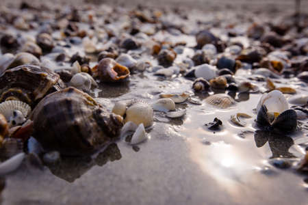 Lots of seashells on an empty beach washed by the sea waves