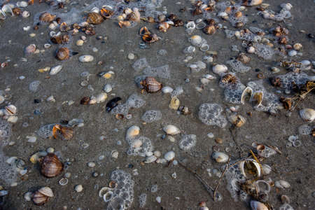 Lots of seashells on an empty beach washed by the sea waves