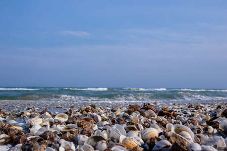 Lots of seashells on an empty beach washed by the sea wavesの写真素材