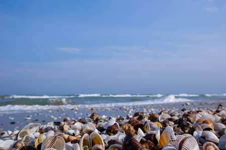 Lots of seashells on an empty beach washed by the sea wavesの写真素材