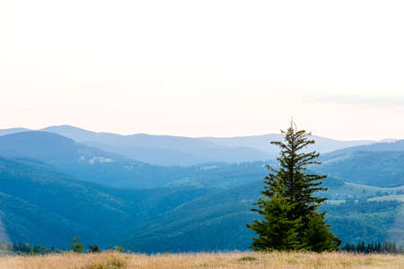 Beautiful sunset landscape with mountains and a fir. Shot in Paltinis, Sibiu, Romaniaの写真素材