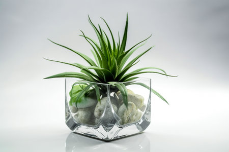 Interior design concept - single plant isolated on pure white background. Illustration. Generative AIの素材