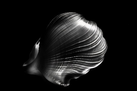 Black and white artistic conceptual illustration of a beautiful flower or floral element closeup. Created with generative AIの素材