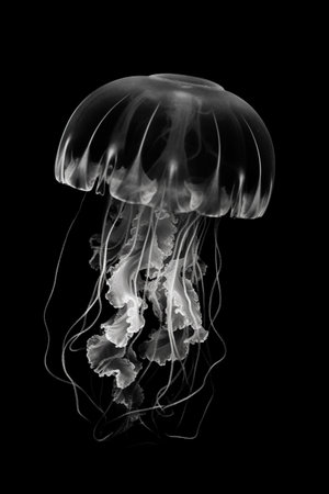 Black and white artistic conceptual illustration of a beautiful jellyfish closeup. Created with generative AIの素材