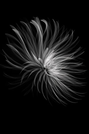 Black and white artistic conceptual illustration of a beautiful flower or floral element closeup. Created with generative AIの素材