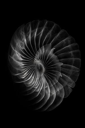 Black and white artistic conceptual illustration of a beautiful flower or floral element closeup. Created with generative AIの素材