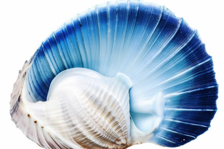 Abstract illustration of a beautiful seashell isolated on a white background. Created with generative AIの素材