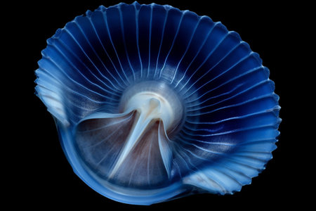Abstract illustration of a beautiful seashell isolated on a black background. Created with generative AIの素材