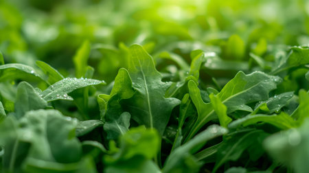 Close up of fresh green arugula salad leaves with water drops.の素材