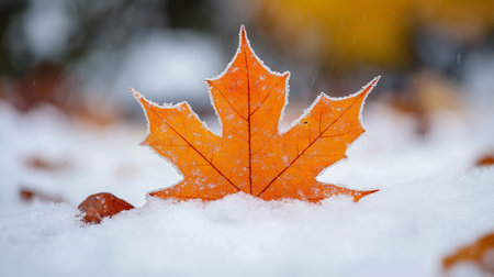 Maple leaf in the snow. Selective focus and shallow depth of field.の素材